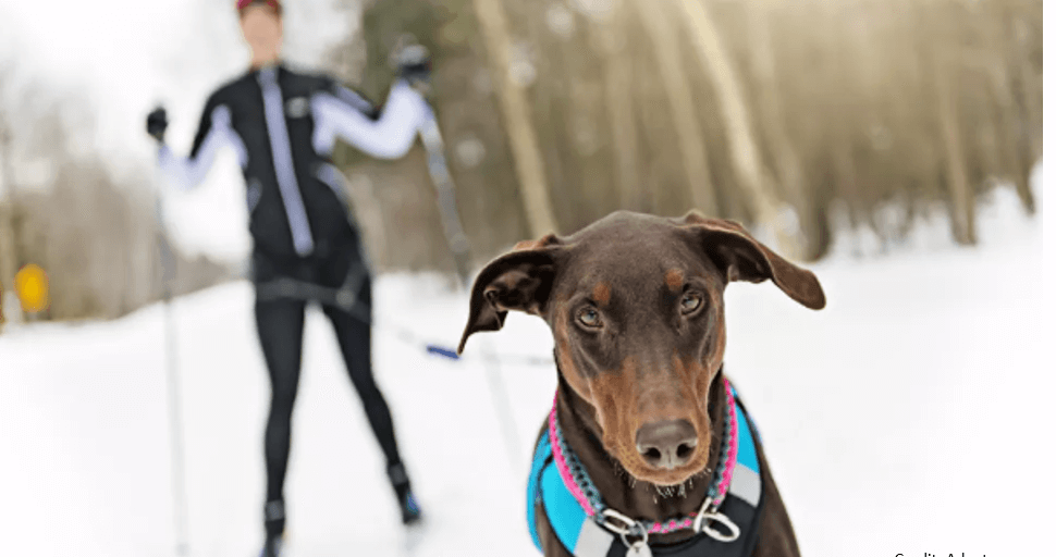 Tails on Trails Skijoring Event March 30th,2024 Sovereign Lake Nordic
